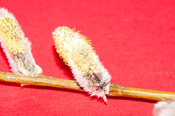 Image showing Willow sprigs to bloom for Easter