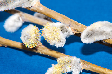 Image showing Willow sprigs to bloom for Easter