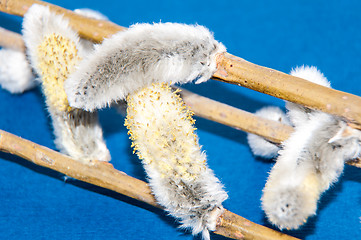 Image showing Willow sprigs to bloom for Easter