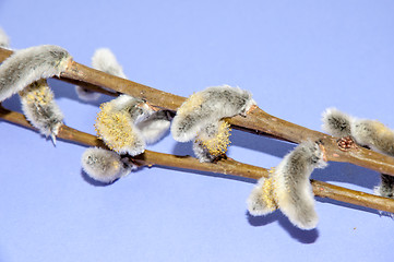 Image showing Willow sprigs to bloom for Easter