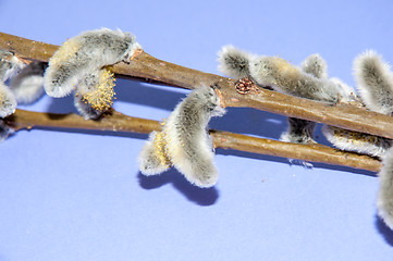 Image showing Willow sprigs to bloom for Easter