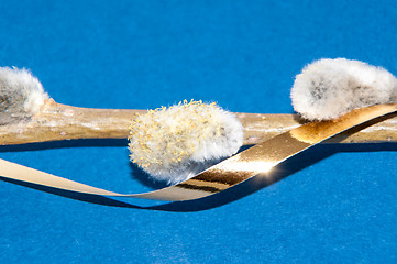 Image showing Willow sprigs to bloom for Easter