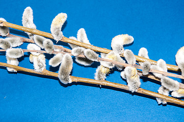 Image showing Willow sprigs to bloom for Easter