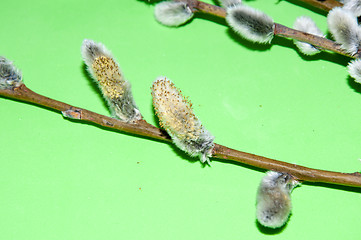 Image showing Willow sprigs to bloom for Easter