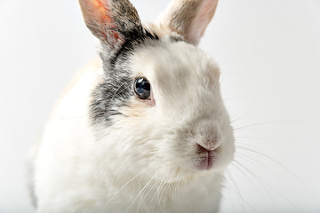 Image showing Rabbit on white