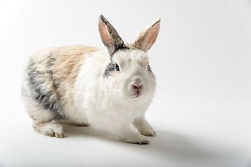 Image showing Rabbit on white