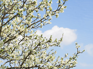 Image showing Cherry blossoms