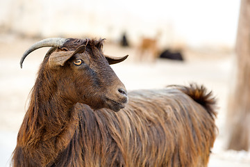 Image showing Oman goat