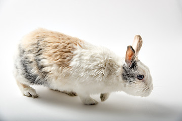 Image showing Rabbit on white