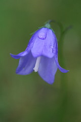 Image showing Blue bell