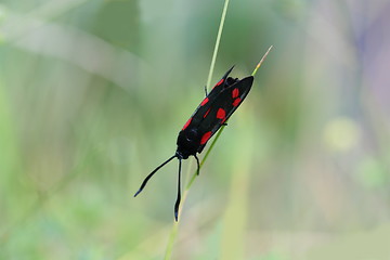 Image showing Buttefly