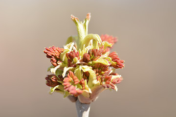 Image showing Tree branch ending flower.