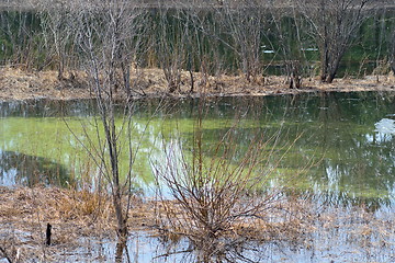 Image showing Wetland forest