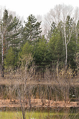 Image showing Wetland forest