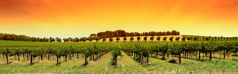 Image showing Vineyard Panorama Sunset