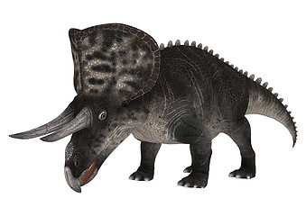 Image showing Dinosaur Zuniceratops