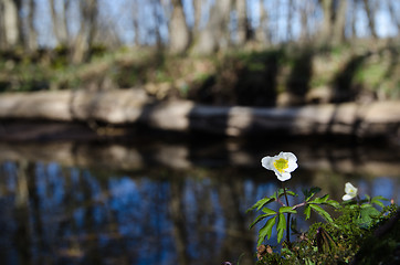 Image showing Wood anemone at a small creek