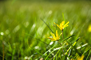 Image showing Shiny yellow flower