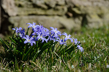 Image showing Blue spring flowers group