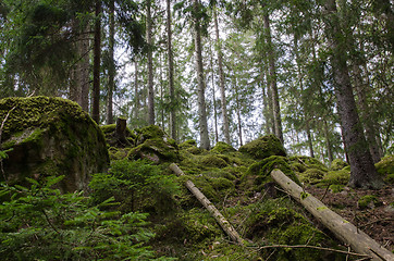 Image showing Green untouched forest