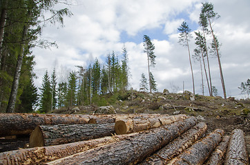 Image showing Logpile at a clear cut area