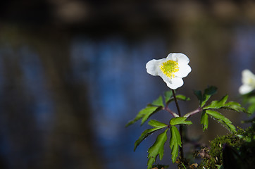 Image showing Wood anemone at water background