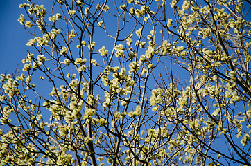 Image showing Fluffy catkins at at tree against blue sky