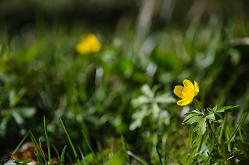 Image showing Shiny yellow spring flower