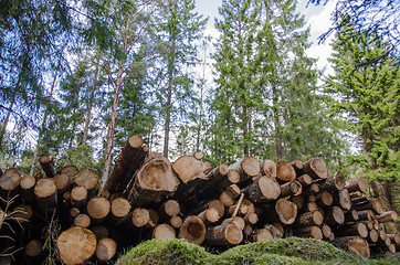 Image showing Logpile in the forest