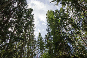 Image showing Tall spruce trees