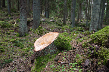 Image showing Newly cut stump