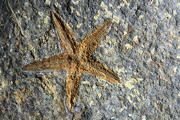 Image showing old starfish fossil in the stone 