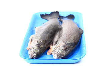 Image showing fresh trouts