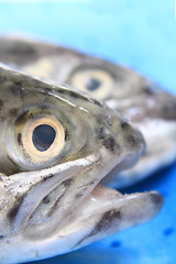 Image showing heads of trouts