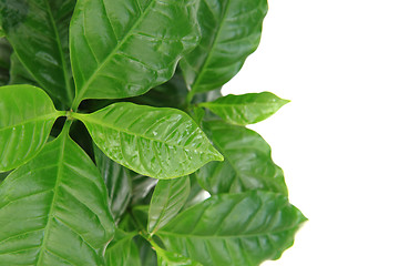 Image showing coffe plant isolated on the white background 