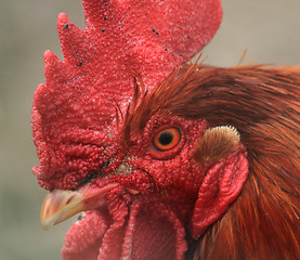 Image showing head of rooster 