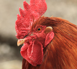 Image showing head of rooster 