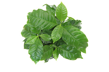 Image showing coffee plant