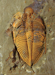 Image showing trilobite fossil 