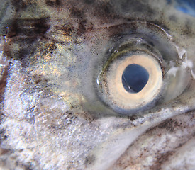 Image showing eye of trout 