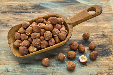 Image showing scoop of hazelnuts