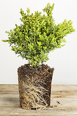 Image showing boxwood plant