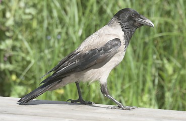 Image showing Hooded Crow.