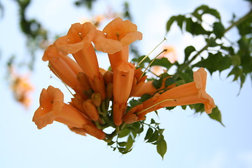 Image showing Trumpet flowers