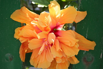 Image showing Hibiscus