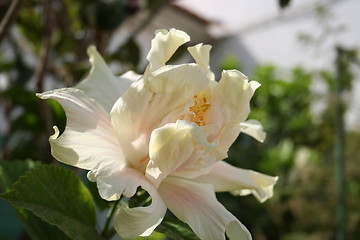 Image showing White hibiscus