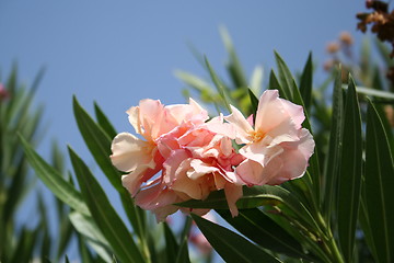 Image showing Beautiful flowers