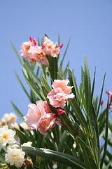 Image showing Pink flowers