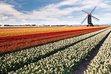 Image showing Windmill on field of tulips