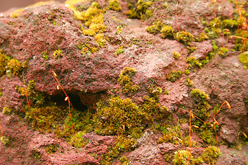 Image showing Red Rock with Moss